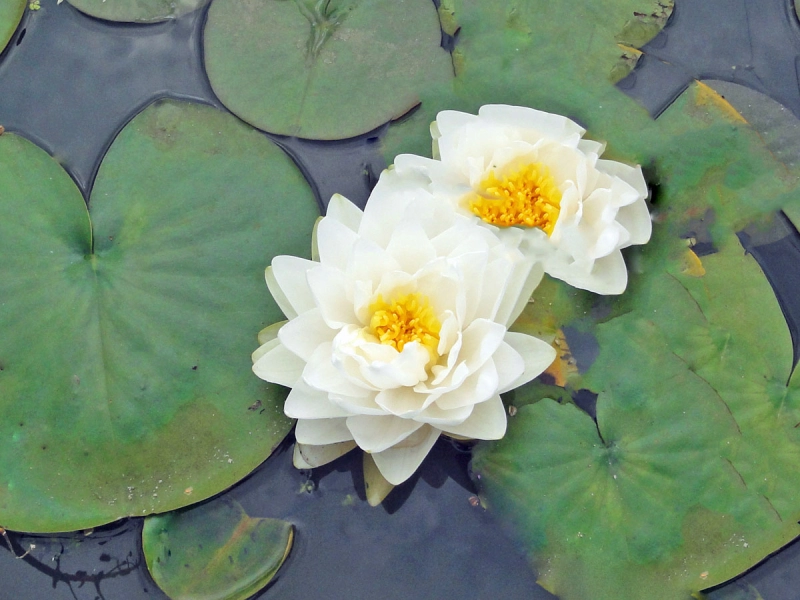 einheimische-weisse-Seerose-nymphaea-alba